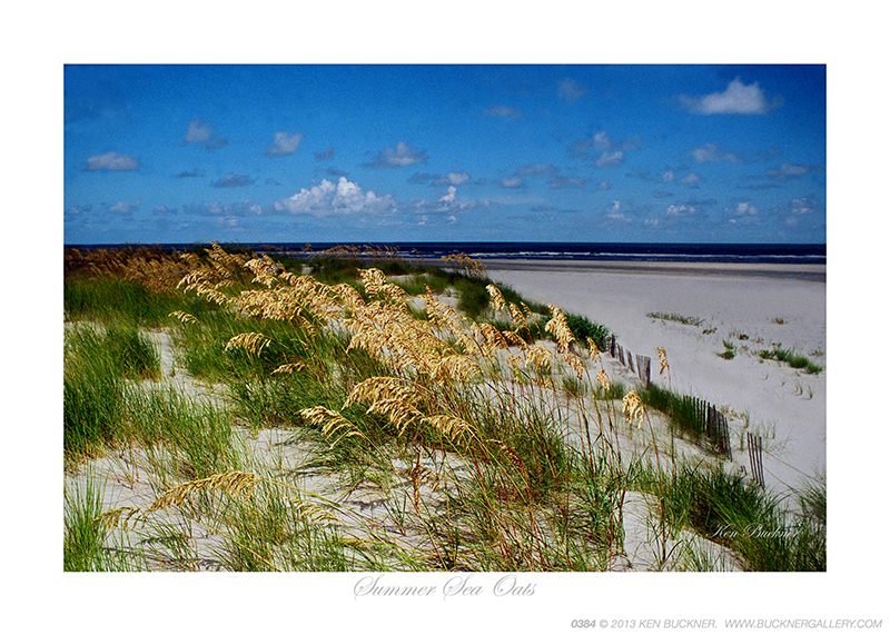 Summer Sea Oats Ken Buckner