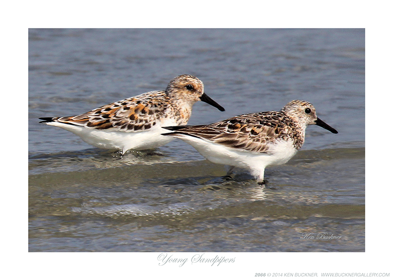 Young Sandpipers Ken Buckner