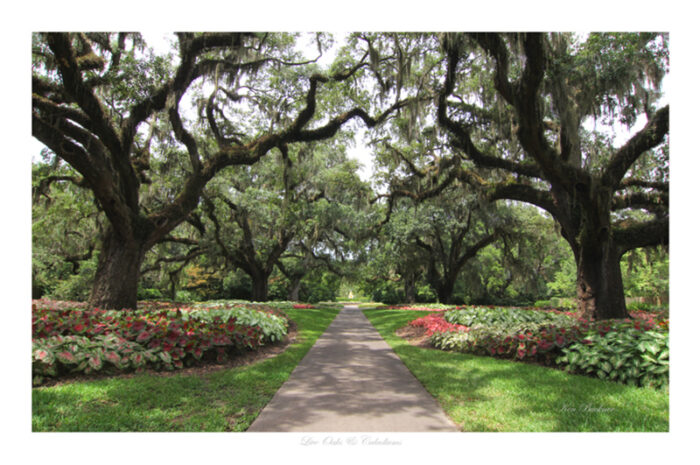 Live Oaks - Photo by Ken Buckner (1978)