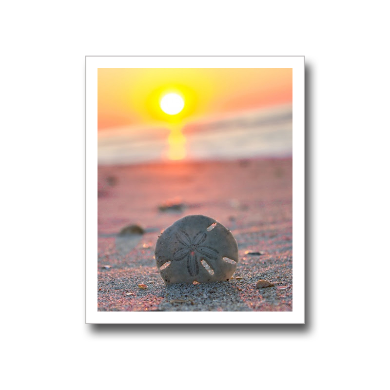 Sand Dollar by Dwayne Schmidt