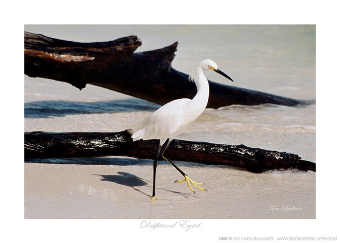 Driftwood Egret- Photo by Ken Buckner (1886)