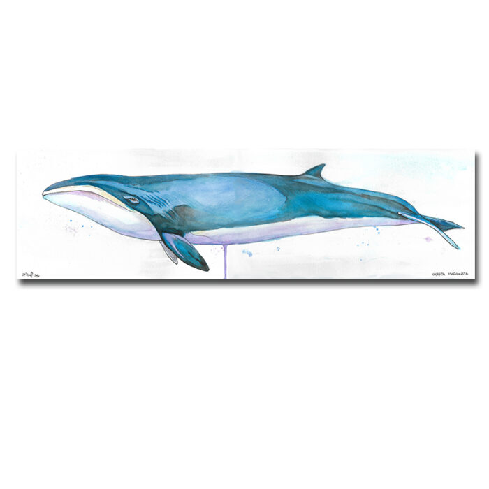 Pigmy Wright Whale Print by Zak Duff