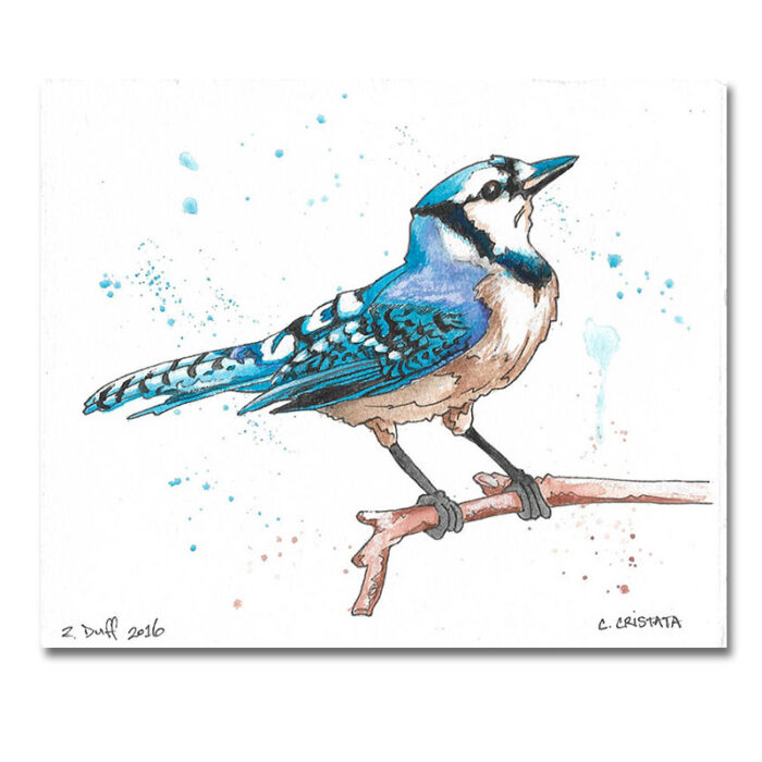Blue Jay Print by Zak Duff