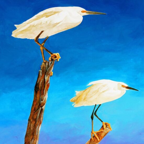 Egrets by Ivey Hayes (1096)