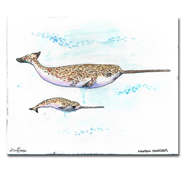 Narwhal Print by Zak Duff