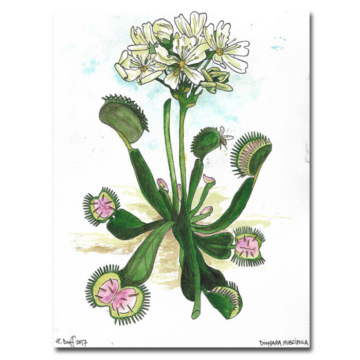 Venus Flytrap Print by Zak Duff