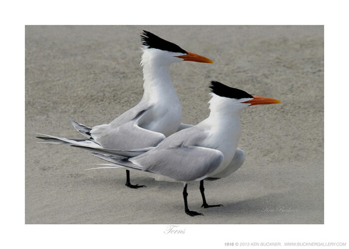 Terns- Photo by Ken Buckner (1916)