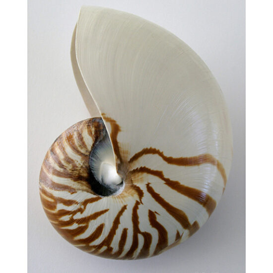 Nautilis- Photo by Ken Buckner (0355)