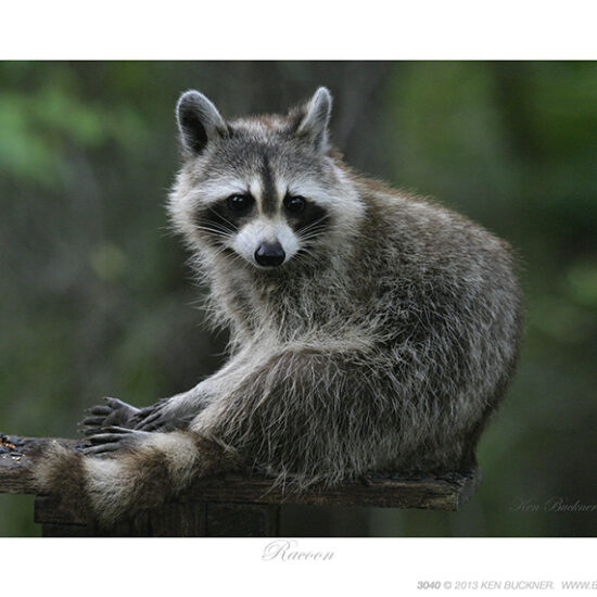 Raccoon- Photo by Ken Buckner (3040)