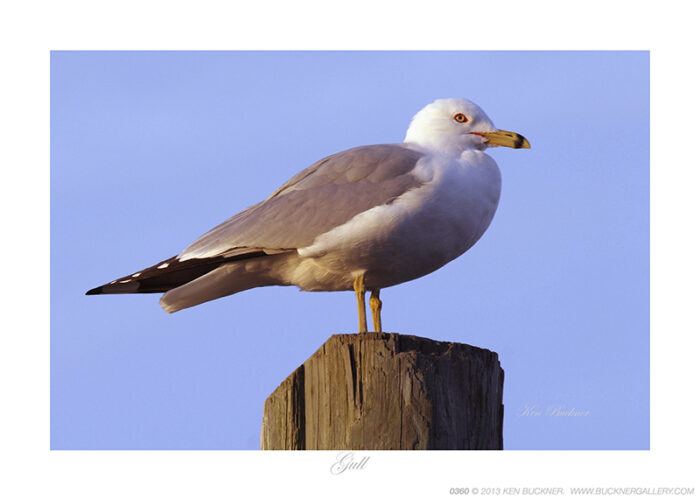 Gull- Photo by Ken Buckner (0360)