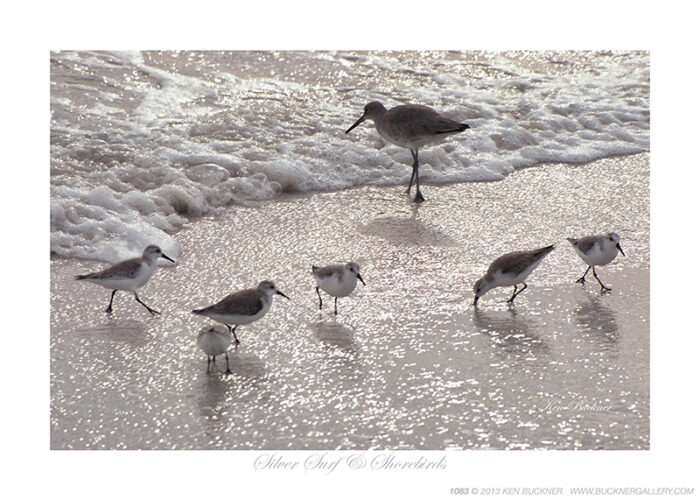 Silver Surf and Shorebirds- Photo by Ken Buckner (1083)