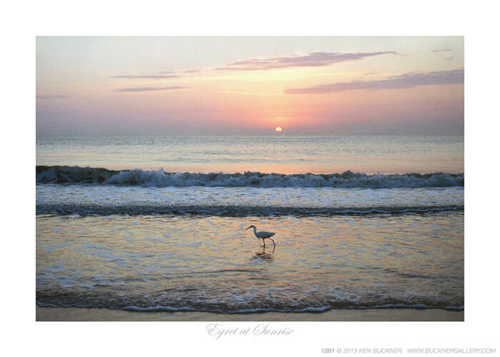 Egret at Sunrise- Photo by Ken Buckner (1281)