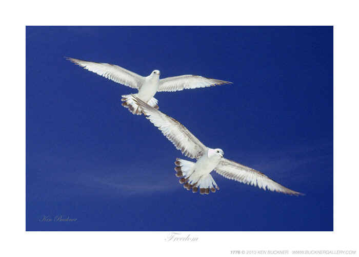 Freedom- Photo by Ken Buckner (1776)