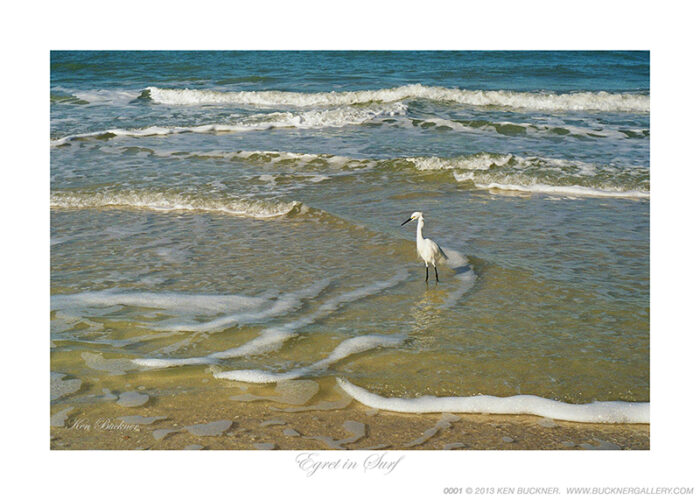 Egret in Surf- Photo by Ken Buckner (0001)
