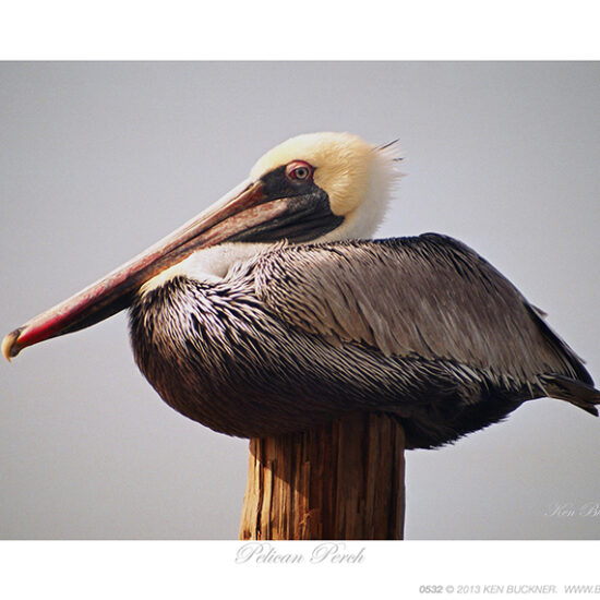 Pelican Perch- Photo by Ken Buckner (0532)