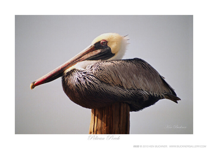 Pelican Perch- Photo by Ken Buckner (0532)