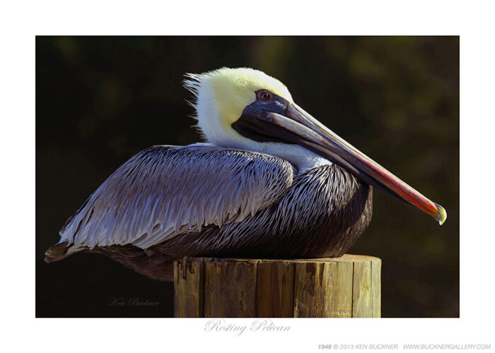 Resting Pelican- Photo by Ken Buckner (1948)