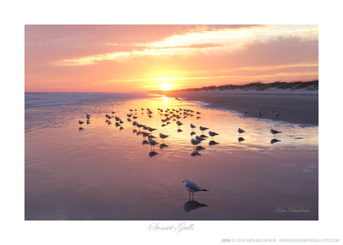 Sunset Gulls- Photo by Ken Buckner (2056)