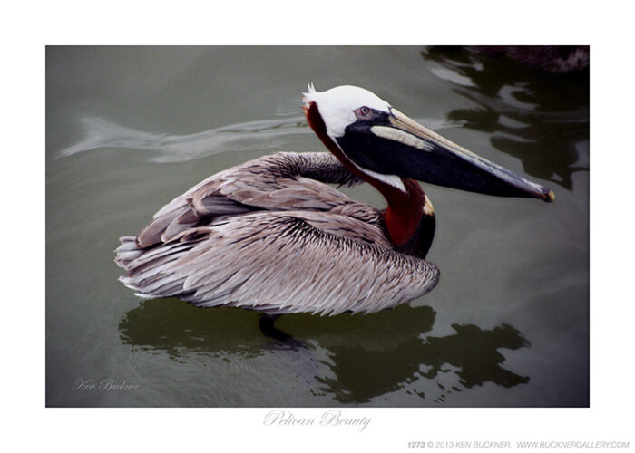 Pelican Beauty- Photo by Ken Buckner (1273)