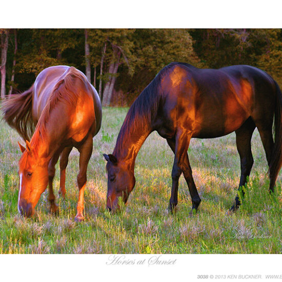 Horses at Sunset- Photo by Ken Buckner (3038)
