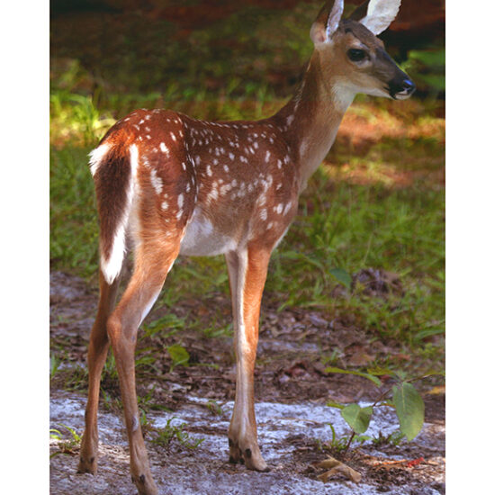 Young Deer- Photo by Ken Buckner (3042)
