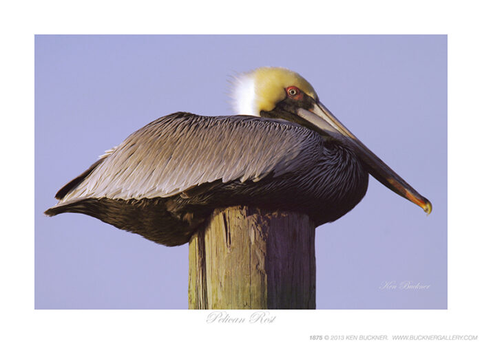 Pelican Rest- Photo by Ken Buckner (1875)