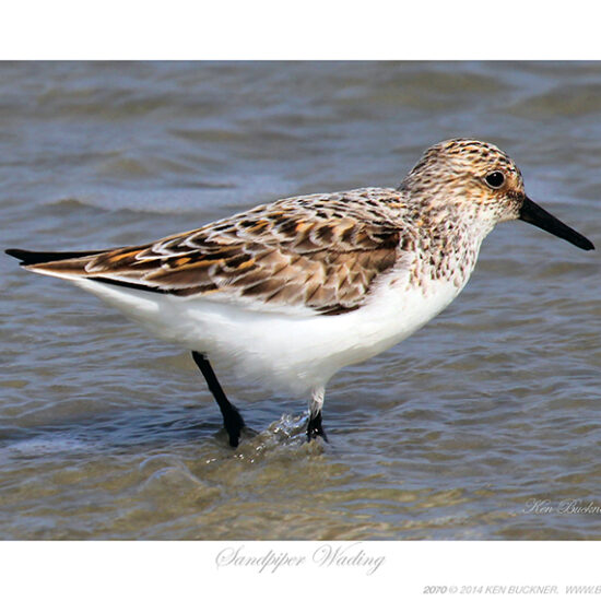 Sandpiper Wading- Photo by Ken Buckner (2070)