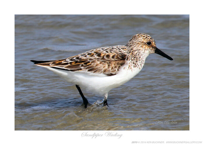 Sandpiper Wading- Photo by Ken Buckner (2070)